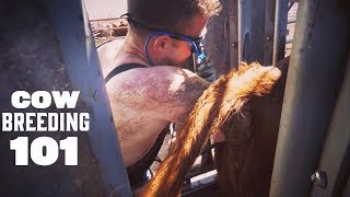 COW VET EXPLAINS BREEDING COWS [upl. by Aryc]