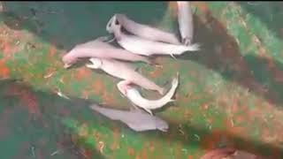 I Never Seen Extremely Rare Live Loitta Fish Lotte FishBombay DuckBombil [upl. by Luing329]