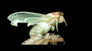 Cicada Molting Time Lapse [upl. by Ecidnak]