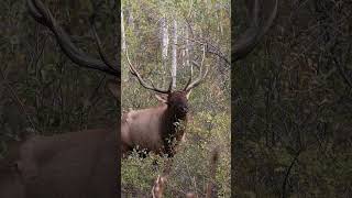 GIANT RUTTING BULL ELK elk elkhunting utah [upl. by Anayek]