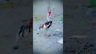 How waaaas 😱 aseelrooster shortvideos birds viralvideos [upl. by Steinman]