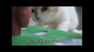 ねこに見つからないように隠します。 [upl. by Ahsurej]