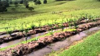 Permaculture  Water Harvesting  Full Swales [upl. by Aileon]