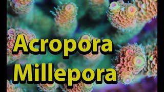 Acropora Millepora [upl. by Einnaffit]