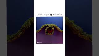 Phagocytosis process  what is Phagocytosis  Phagocytosis pharmacy biology neet [upl. by Ailaza]