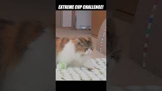 Cats and cups and cups and cups and cups kittisaurus cats cups challenge [upl. by Dusen]