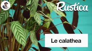 Cultiver le calathea [upl. by Tommi657]