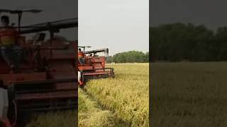 Puddy master 3776 trending automobile farmerssong newmusic farming shortsfeed ₹ punjabisong [upl. by Horlacher359]