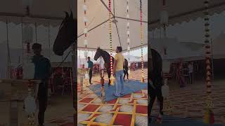 Stallion Deva At pushkar fairhorse viralvideo horselover [upl. by Acireed622]