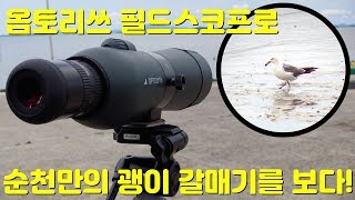 고성능 망원경옵토리쓰 Compact G80으로 촬영한 순천만의 괭이갈매기 Gull taken with Optolyth spotting scope in Suncheon [upl. by Siduhey675]