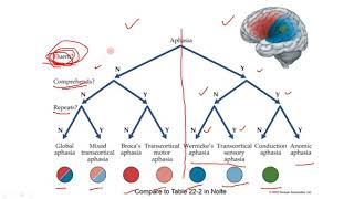 Membedakan Afasia Aphasia Wernickes Brocas Transcortikal Motorik Sensorik Global Conductive [upl. by Abbi256]