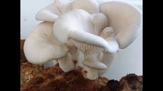 Cocinando setas ostra Pleurotus ostreatus [upl. by Imre]