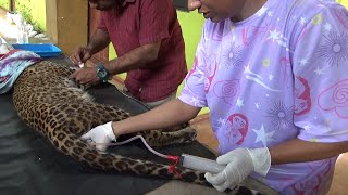 Rescuing a Paralyzed Leopard  From Paralysis to Freedom in the Wild [upl. by Manda]