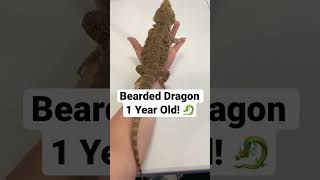 How fast do Bearded Dragons Grow [upl. by Otrebogir]