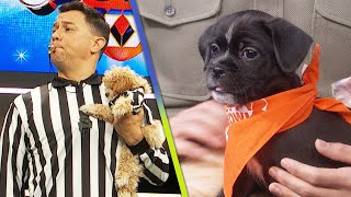 Puppy Bowl Celebrates 20Year Anniversary by Featuring Largest Number of Rescue Dogs in History [upl. by Eceirahs]