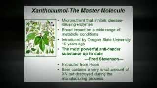 Xanthohumol  Miracle nutrient found in beer Scientific Review [upl. by Mikal]