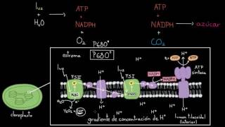 Visión general de las reacciones dependientes de la luz  Biología  Khan Academy en Español [upl. by Stevenson525]