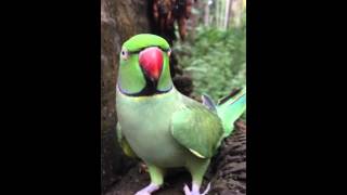 parrot talking malayalam in my home [upl. by Peterec]