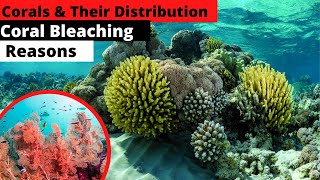 Corals  Their distribution  Coral Bleaching  News Simplified  ForumIAS [upl. by Rehoptsirhc]