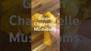 golden chanterelles are definitely my newest obsession mushroom vegan chantarelle [upl. by Neras13]