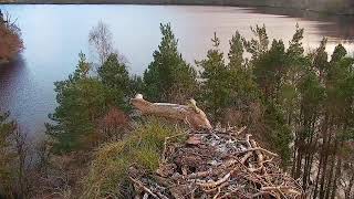 Live osprey nest camera at Loch of the Lowes Wildlife Reserve [upl. by Dorahs812]