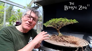 Repotting My African Style Serissa The Bonsai Zone April 2024 [upl. by Etnovert]