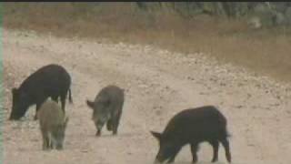 South Texas hog headshot [upl. by Ester]