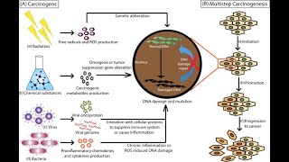 Carcinogens Co Carcinogens and Methods of Carcinogenesis Part 4 [upl. by Hedgcock]