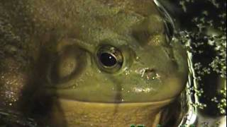 Battling Bullfrogs  frog fight  CTnaturalist [upl. by Laryssa748]