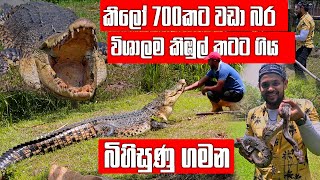 මෙතෙක් එතෙක් දැක්ක ලොකුම කිඹුලා ළඟටම ගිය බිහිසුණු ගමන  Pet Talk  Pinnawala Zoo [upl. by Neit]