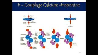 physiologie de la cellule musculaire [upl. by Ginsberg807]
