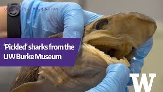 Pickled sharks from the UW Burke Museum fish collection [upl. by Gizela]