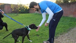 Reading FC Visit Battersea Dogs Home  191114 [upl. by Esinnej]