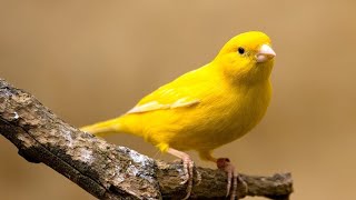 Kanarienvogel  canary und sein Gesang [upl. by Erreit346]