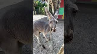 Kangaroo marsupial Sweet cute animal video [upl. by Nader]