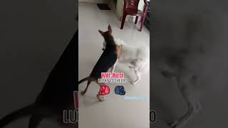 WWE FIGHT LUCKY VS SHEERO trendingshorts viralshorts puppylovers [upl. by Guerin]