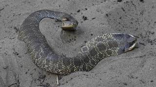 Eastern hognose snake threat display [upl. by Norm]