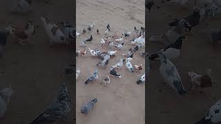 pigeon house Pigeon pigeon pigeon videos pigeon so pigeon online pigeon corner pigeonکبوتر [upl. by Anson]