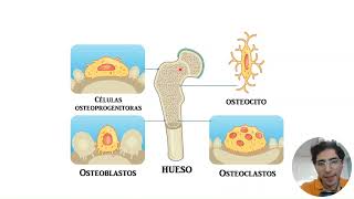 Histología Veterinaria Tejido óseo y adiposo [upl. by Aelat]