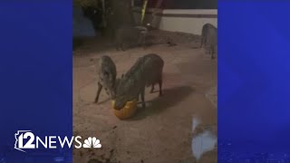 Not your normal porch pirates Javelinas feast on pumpkins left on front porch in Arizona [upl. by Roselin781]