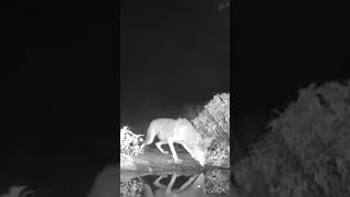 Desert Trail Camera shortvideo shorts viralvideo [upl. by Sucramraj]