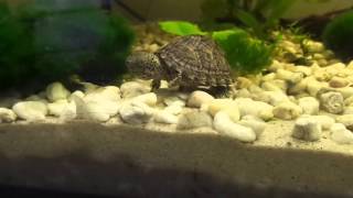 Sternotherus carinatus  Baby in Aquarium with Shrimps and Fishs [upl. by Bleier980]