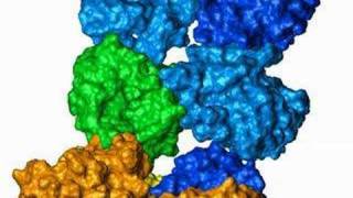 Rhodopsin interaction with transducin [upl. by Kidd]