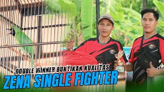 DOUBLE WINNER BUKTIKAN KUALITAS  ZENA SINGLE FIGHTER [upl. by Atinahs871]