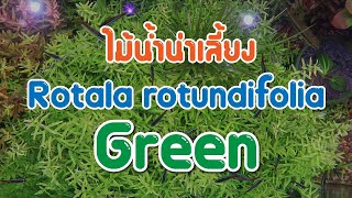 Rotala rotundifolia Green ไม้น้ำน่าเลี้ยง [upl. by Daphna]