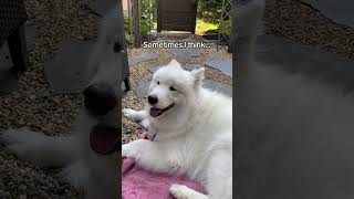 Silly Samoyed [upl. by Eugenides]