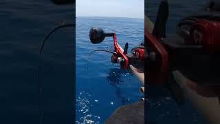 Daido King Predator 300l in action daidofishingteam jigging [upl. by Cynthy944]