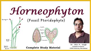 Horneophyton  A fossil Pteridophyte  BSc Botany  MSc Botany [upl. by Yesnik]