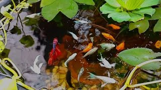 MEMBERI MAKAN IKAN DALAM POT PIARAIKANDALAMPOT ikanmolly [upl. by Casimire]