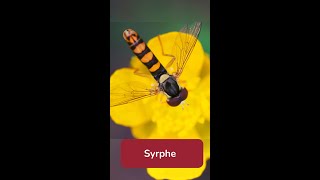 Syrphe PortePlume 🐝 [upl. by Sakhuja]